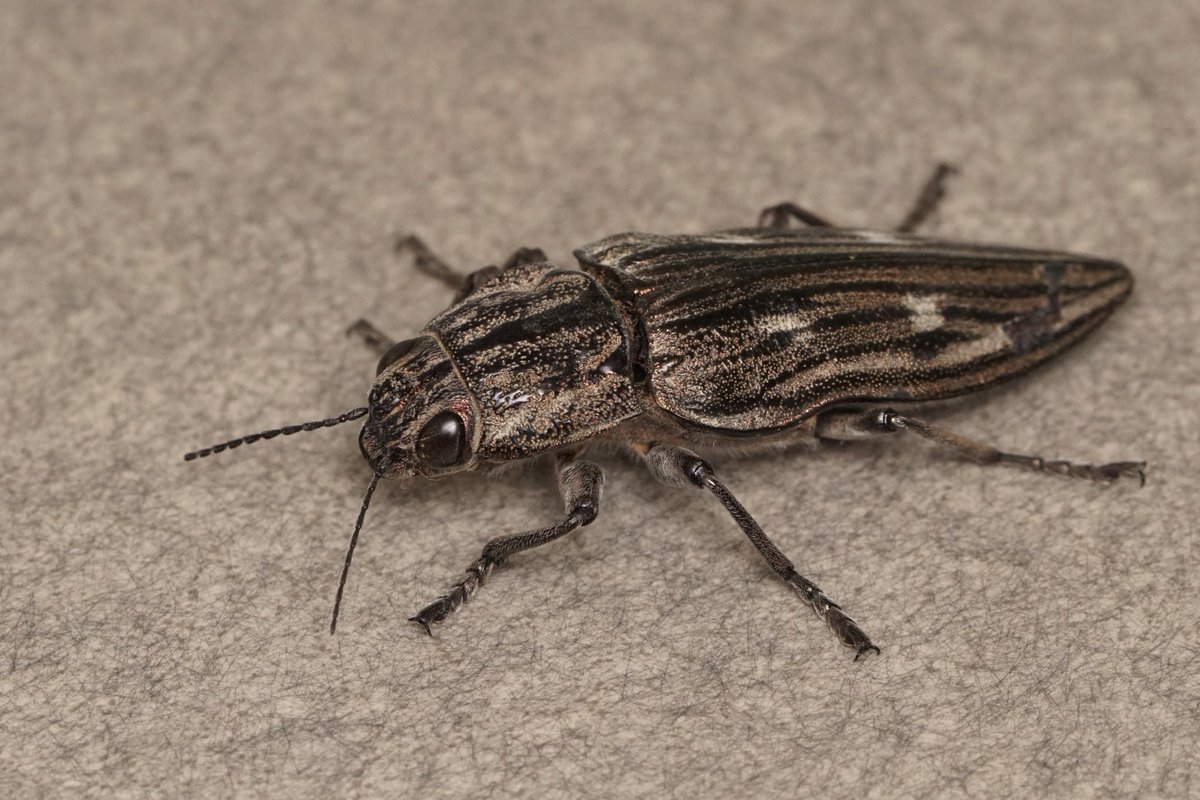 近所で拾った。ウバタマムシかな、かわいい