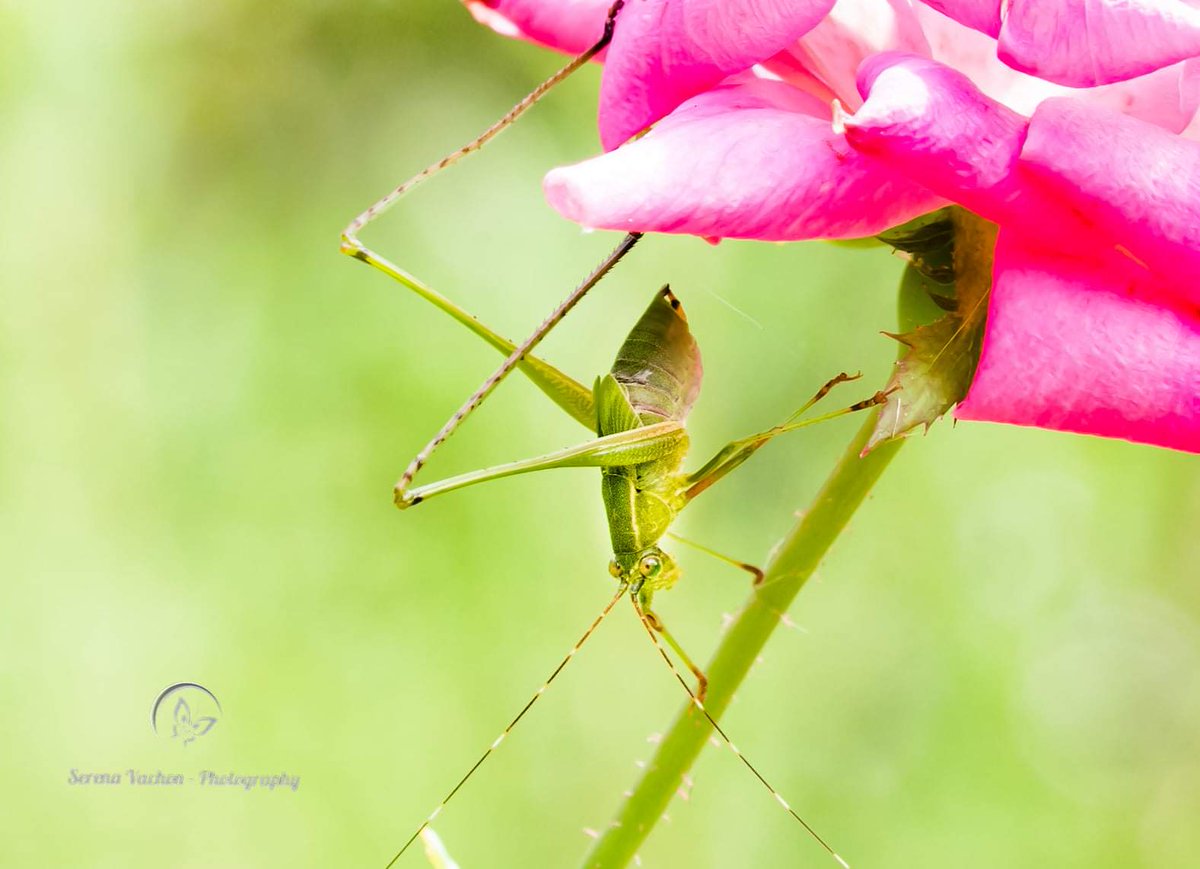 Katydid on a rose #macro #nature #photography #bugs https://t.co/xCARNPh6up