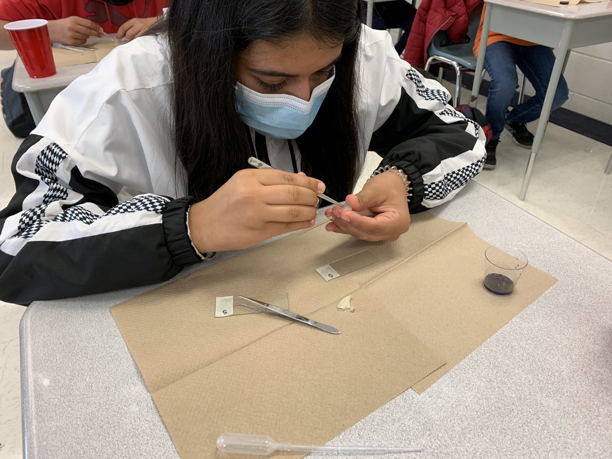 EugeneUyeda's tweet photo. Grade 8’s enjoyed preparing their onion skin and cheek cell slides yesterday! @MountainashPS @mcsteigersci https://t.co/WFMzTakVTh