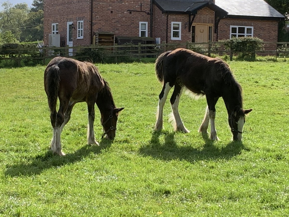 CotebrookShires's tweet photo. Rupert and Kelsie enjoying the sunshine 😂❤️ #horses #shires #foals #colts #fillys #cheshire https://t.co/GCoIAqclug