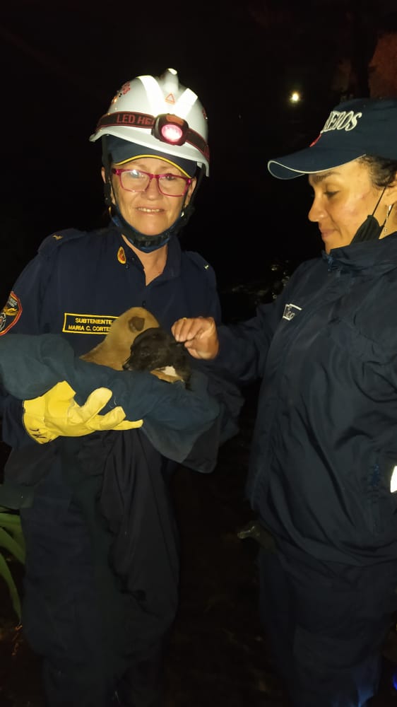 Se realiza rescate de dos perritas abandonadas en el río  timbio