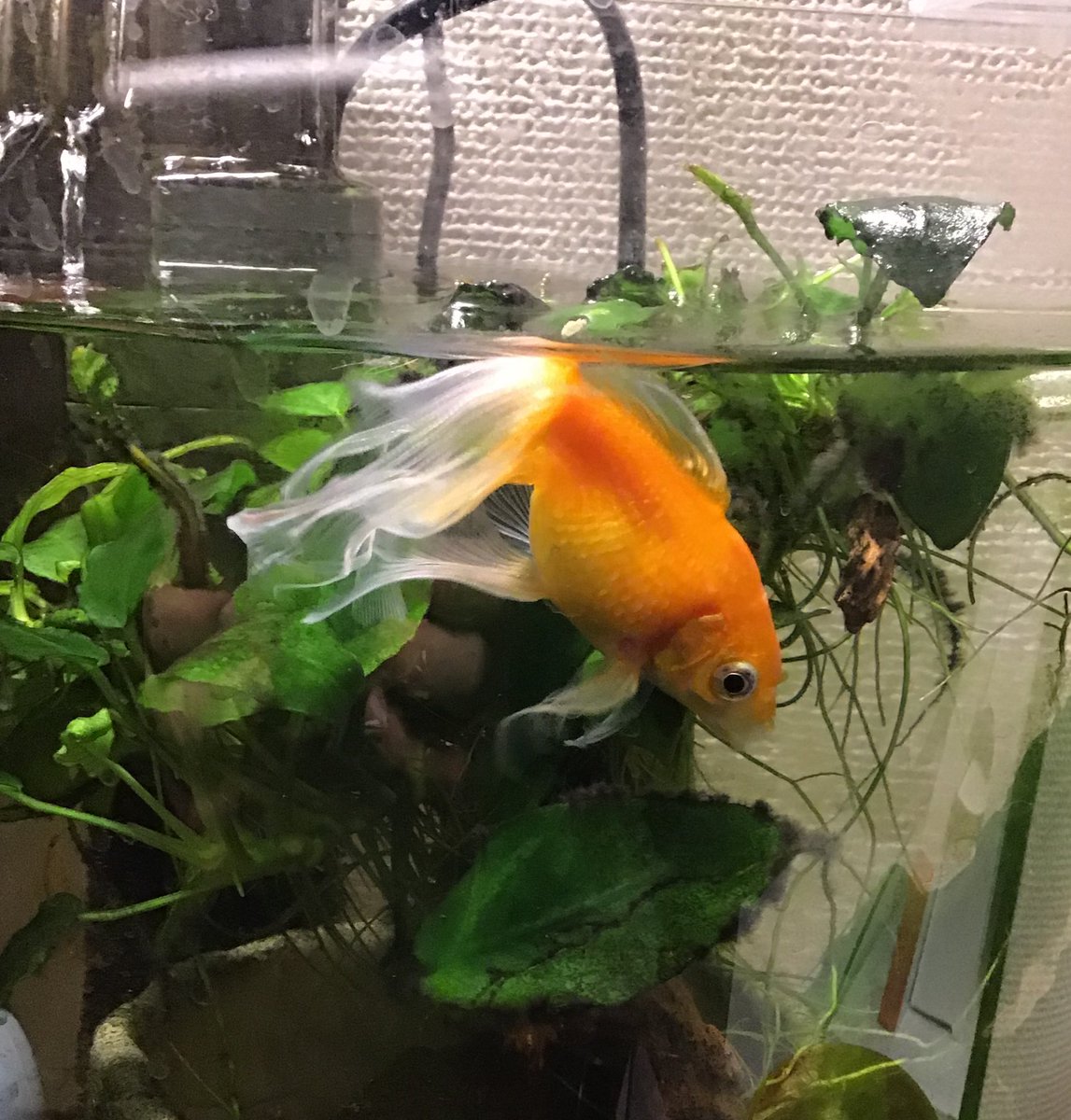 アートスープ 休業予定 6 13まで 金魚さんの水槽の掃除をしたので今日は綺麗に写真が撮れました だいぶ育ってきたので10 リットル水槽では狭そう ゆったり泳げる45センチ 60センチぐらいの水槽に変えてあげたい アートスープ 休業予定 6 13まで 金魚さんの水槽の掃除をしたので今日は綺麗に写真が撮れました だいぶ育ってきたので10 リットル水槽では狭そう ゆったり泳げる45センチ 60センチぐらいの水槽に変えてあげたい