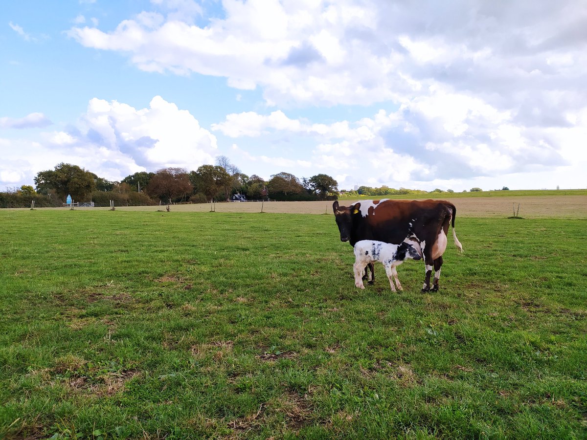 fordcows's tweet image. Another new arrival this afternoon, starting to lose the weather for outdoor calving #calving20