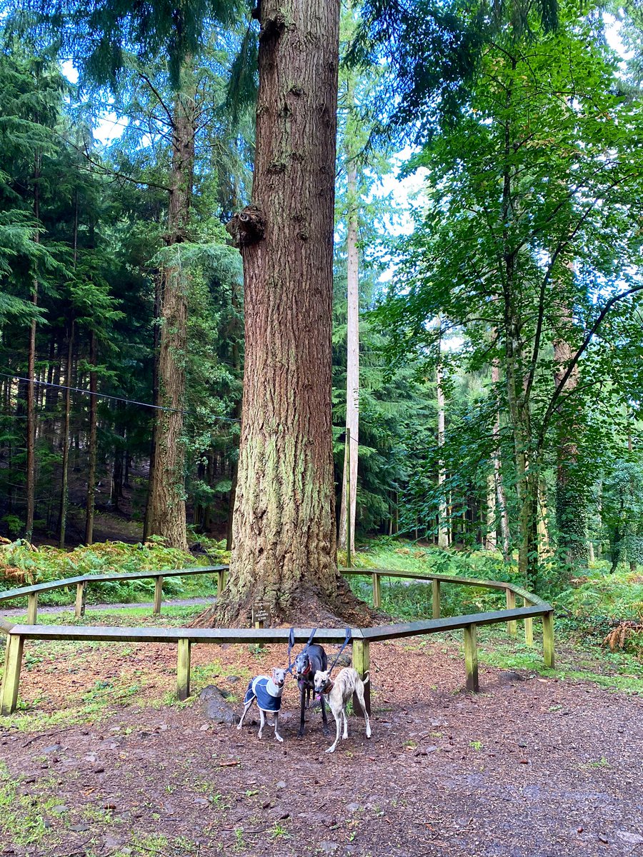 bluesoup's tweet photo. Celebrated my tax return good behaviour by tying my dogs to the biggest tree in England of course. They weren’t impressed that I’ve dragged them all the way from Croydon to, er, Croydon Hill. #talltreestrail #nutcombebottom #dunster #somerset @ForestryComm https://t.co/UXhjqcwft4