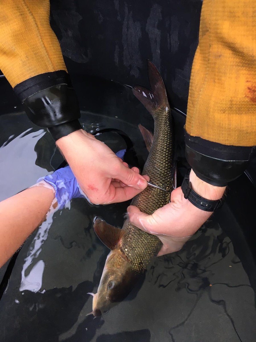 ChrisBaingerEA's tweet photo. Our #FisheriesOfficers have been working with @BU_Reaserch @UniOfHull and local anglers to catch #barbel from the #Teme #Worcetershire for tagging. 
This is part of a partnership of one of the longest #barbel tracking studies to understand behaviour and habitat preferences. https://t.co/fnNOv0lBru
