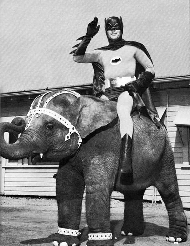 60s_Batman's tweet photo. You may be cool, but you’ll never be “Adam West’s Batman riding an elephant” cool. 😎 https://t.co/SJqutbzV2M