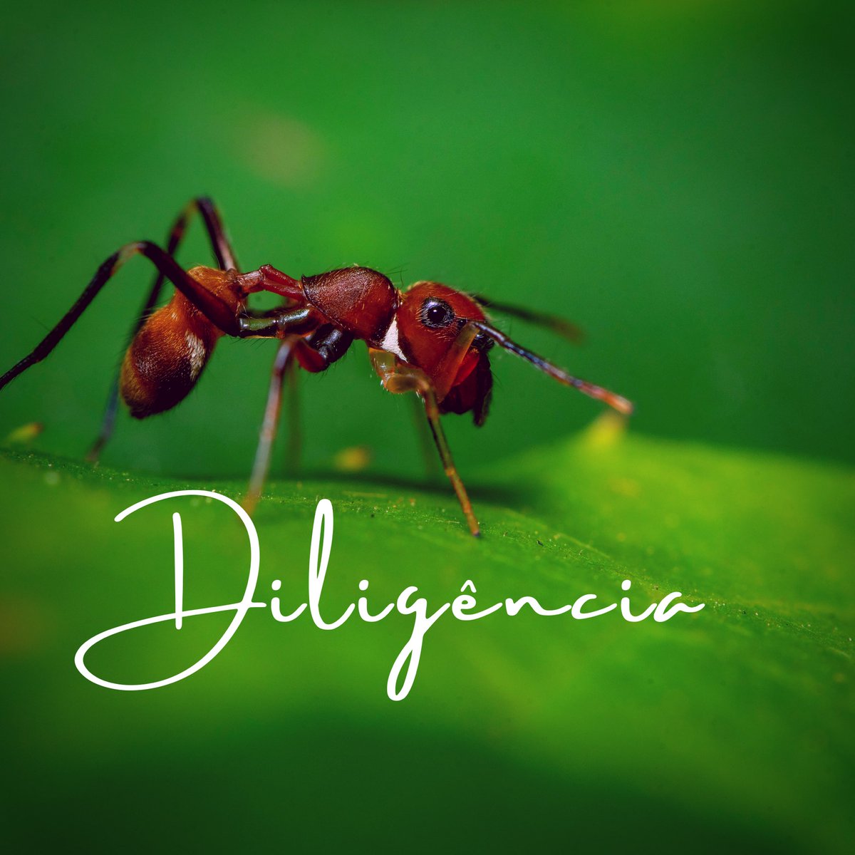 FabiolaGuedes3's tweet photo. Duas palavras podem definir a nossa vida: diligência ou negligência. A diligência em conhecer a Deus e agir como Ele pede é o segredo da vitória. #LesAdv #rpsp https://t.co/p9iOkKbZml