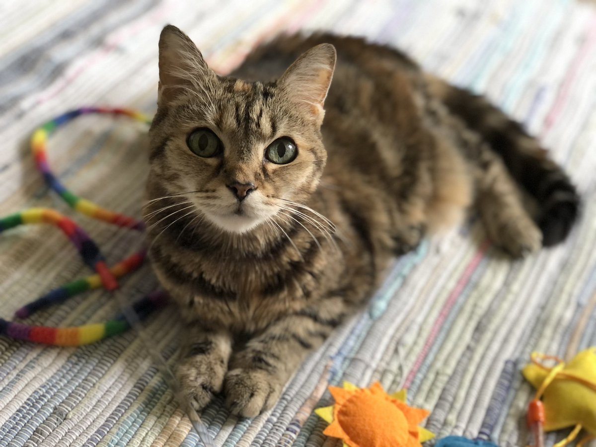 ScooterMcPooter's tweet photo. My cousin Lucky is a gorgeous torbby. We still do not get along, tho. πΌ #Hisssssss https://t.co/N2t8ZDjoHu