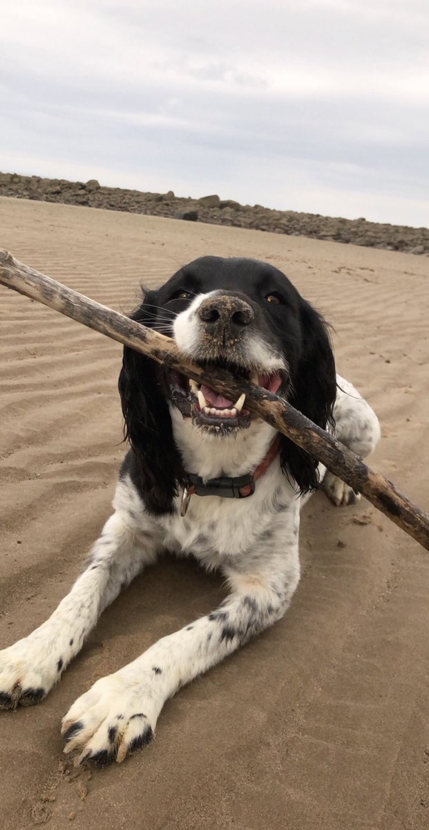rebecca_lc_'s tweet photo. @ohpolly #PetsofOhPolly my gorge larl man🐶 https://t.co/qEo3Q1KxIa