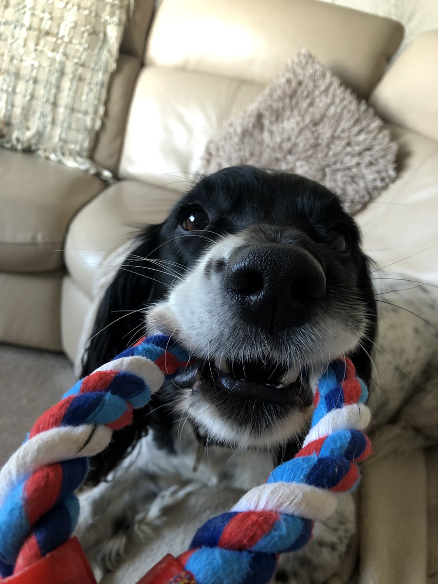 rebecca_lc_'s tweet photo. @ohpolly #PetsofOhPolly my gorge larl man🐶 https://t.co/qEo3Q1KxIa