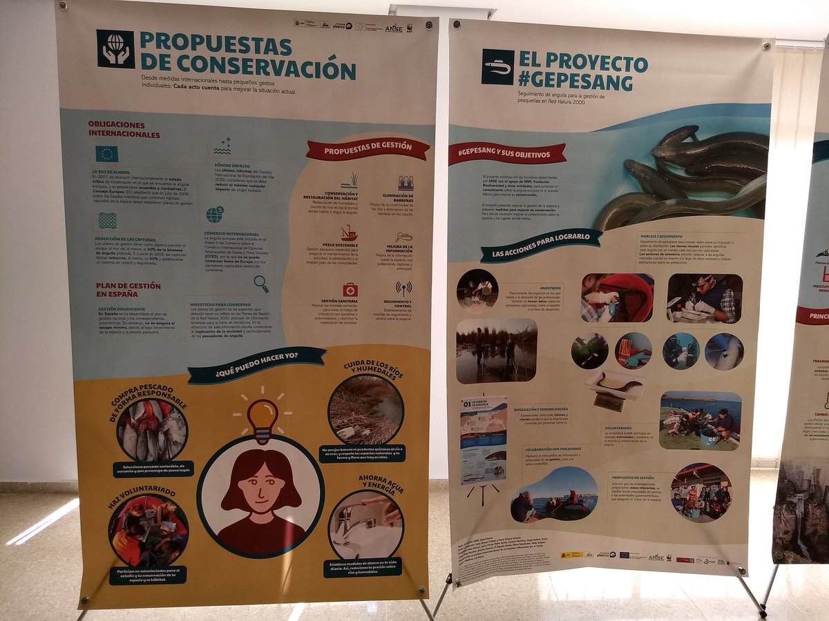 biologiaum's tweet photo. Proyecto #GePesAng. Seguimiento de la anguila para la gestión de pesquerías en Red Natura 2000. https://t.co/hdRcXpQqS4
