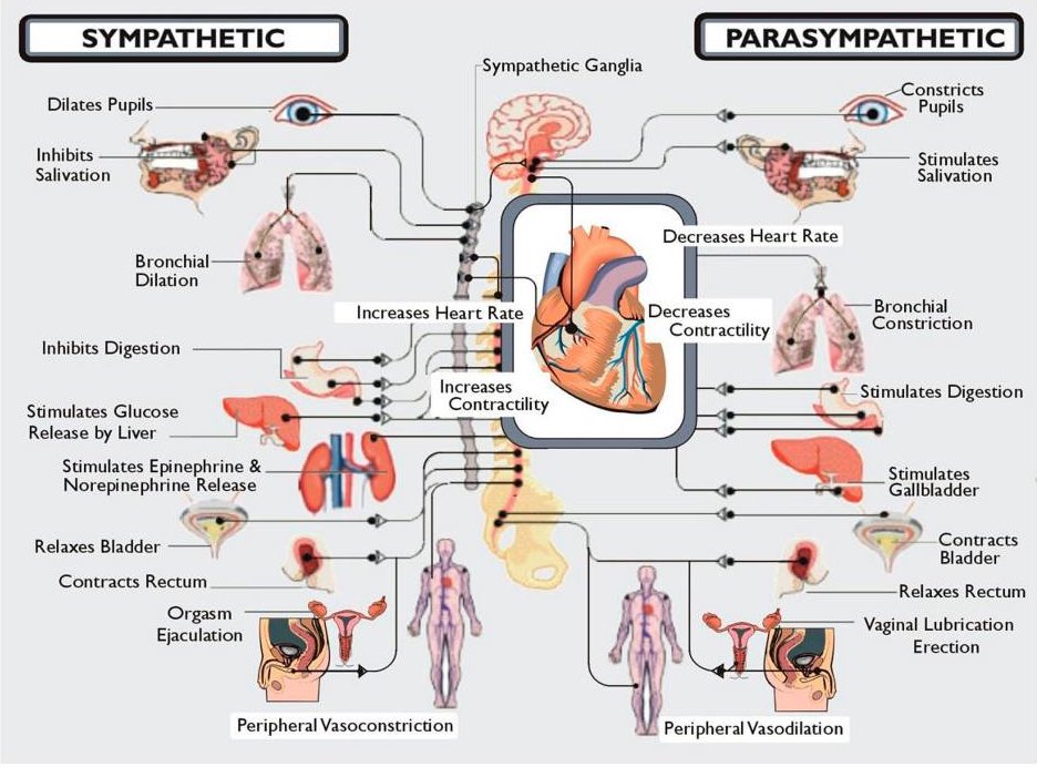 12/18 Dysautonomia refers to a disorder of autonomic nervous system (ANS) function that generally involves failure of the sympathetic or parasympathetic components of the ANS. It can be acute and reversible, as in Guillain-Barre syndrome, or chronic and progressive...