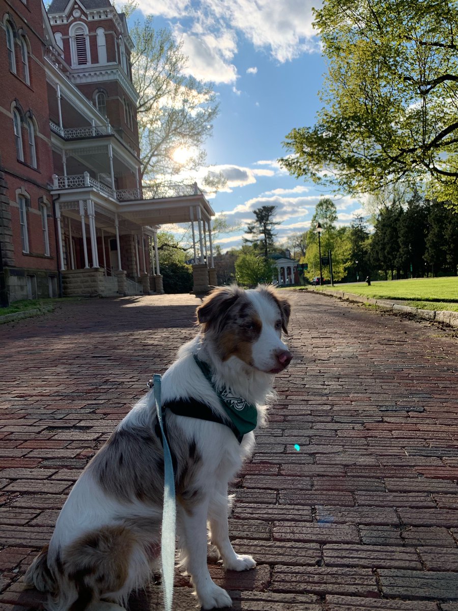 awesomecamryn's tweet photo. ❗️❗️❗️❗️❗️Guys!! Graham ran off on Ken this morning around 6 am on the Richland side of town. If you see him GRAB HIM and contact either of us. ❗️❗️❗️❗️❗️❗️ https://t.co/Pz7ITksUzd