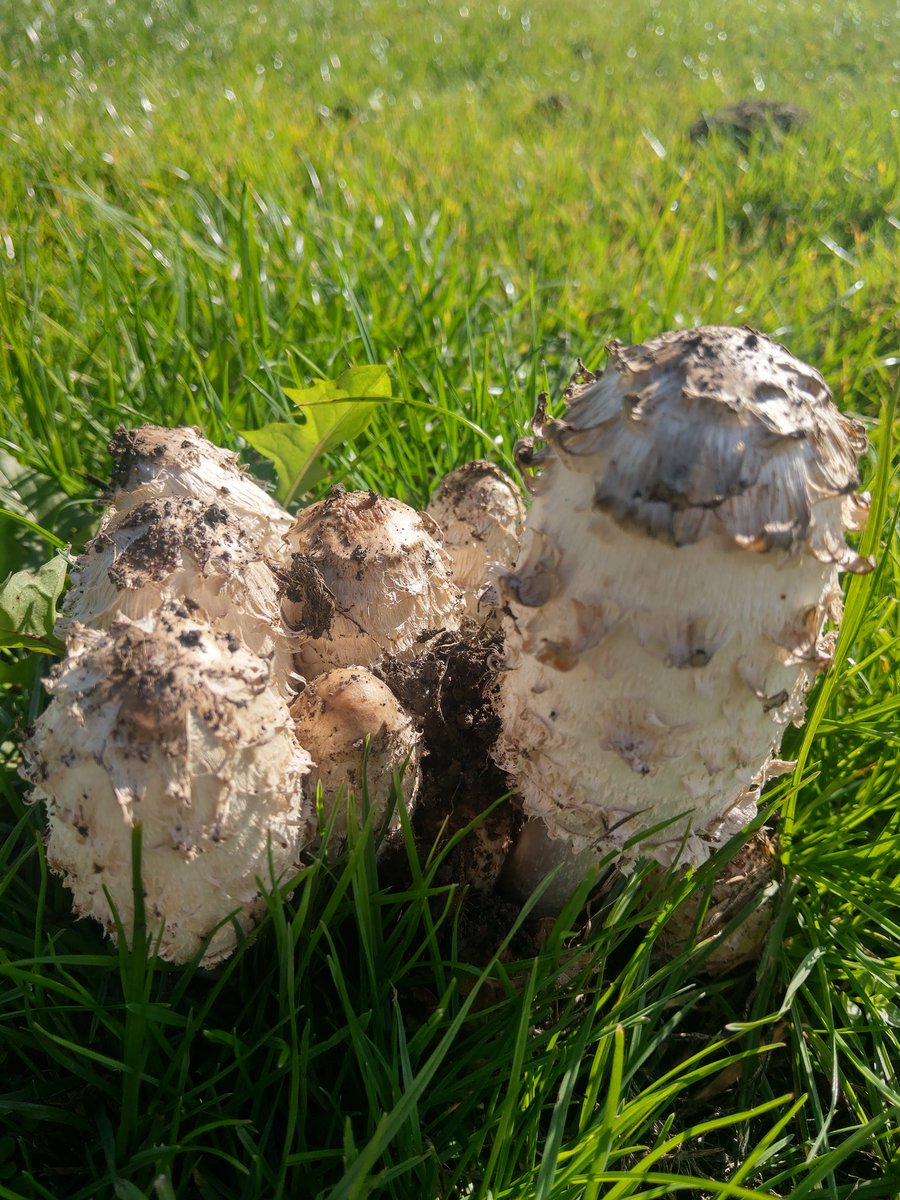 HL_Nathan's tweet photo. @dornochlassie @MushroomWeekly @ukfungusday Love these, popping up to say hello in Hertfordshire https://t.co/YiCAOYMkqh