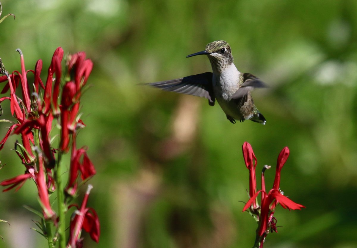 Sign up for our webinar, Fall Plumage, by 3 pm to take a virtual bird walk through Cold Spring Park and learn about the diversity of birds there! Webinar begins tonight @ 7 pm newtonconservators.org/events/webinar…