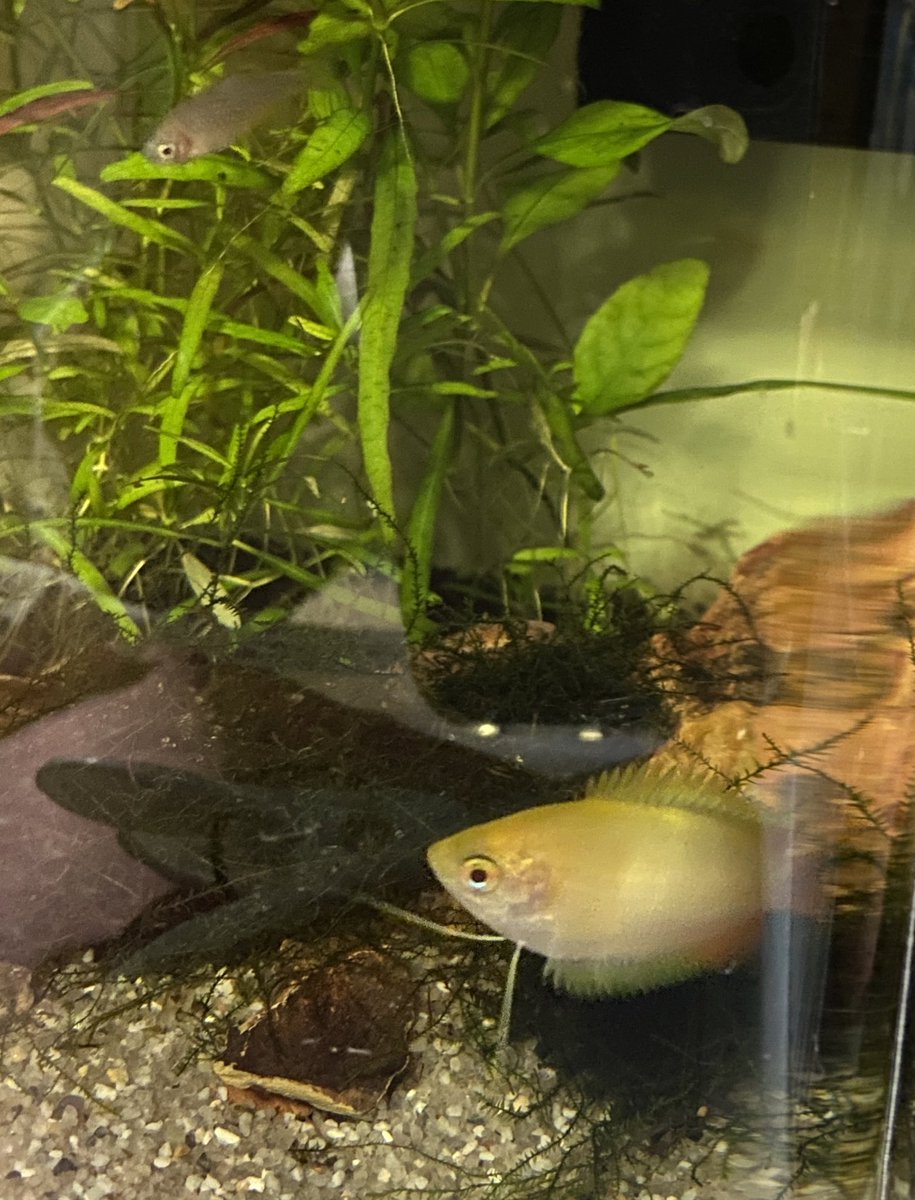 零八 בטוויטר グッピーやプラティなど卵胎生メダカの横長で長方形に開く口が好きで エンドラーズが寝てて動きが鈍い時に撮ってたら いつの間にかghdグラミーが 何やってんだ って感じで近くにいた図 アクアリウム 零八 בטוויטר グッピーやプラティなど卵胎生メダカの横長で長方形に開く口が好きで エンドラーズが寝てて動きが鈍い時に撮ってたら いつの間にかghdグラミーが 何やってんだ って感じで近くにいた図 アクアリウム