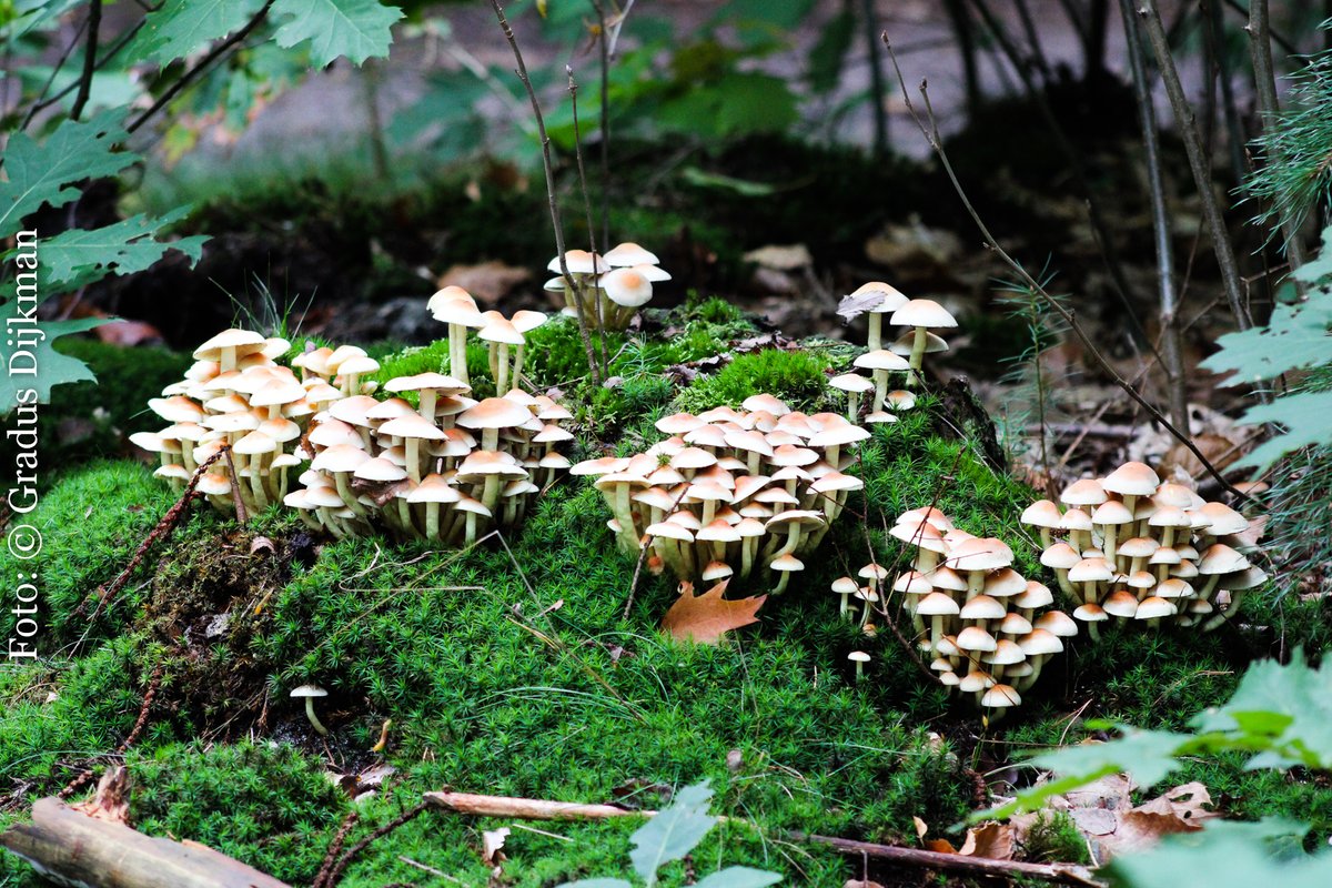 GradusDijkman's tweet image. Herfst 2020 Wapenveld