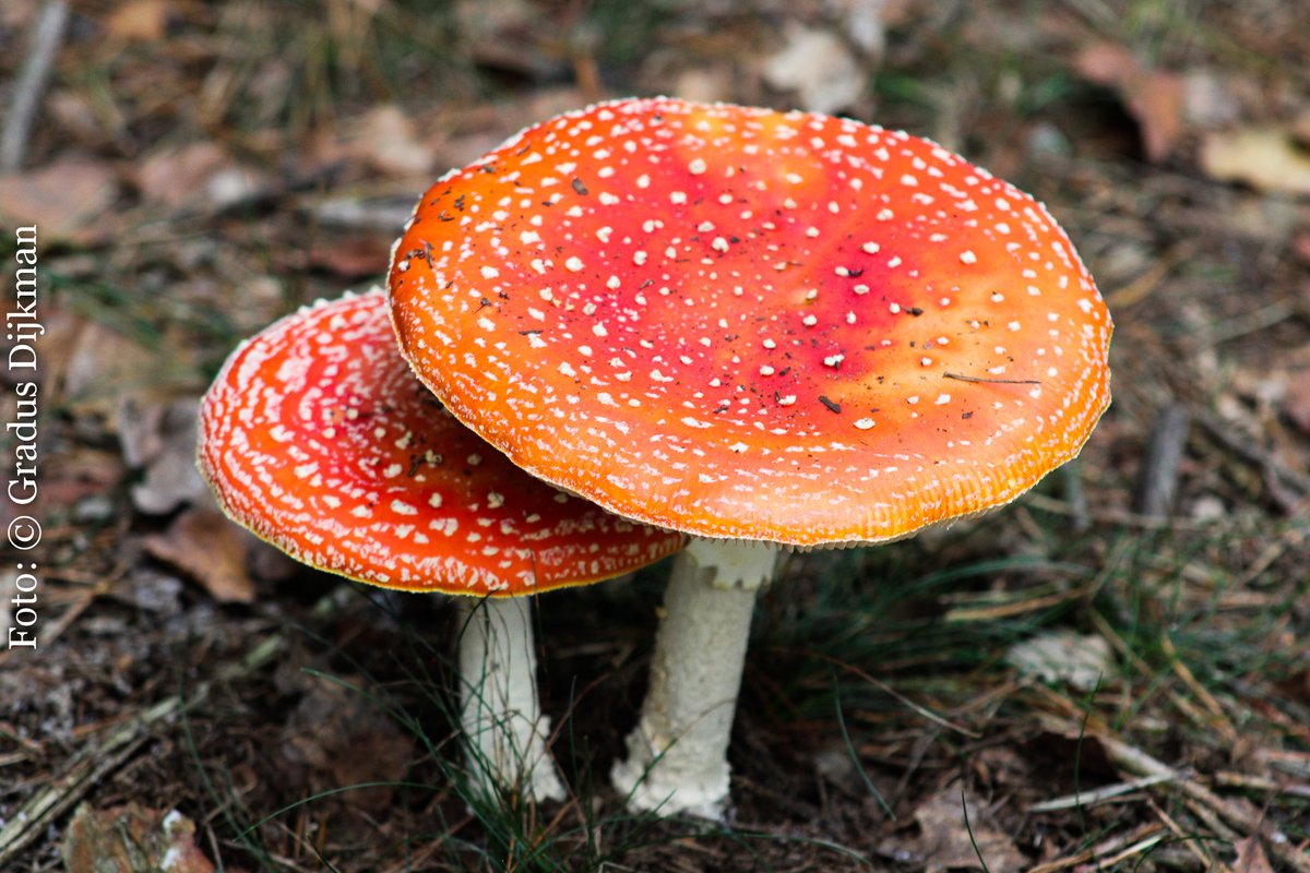 GradusDijkman's tweet image. Herfst 2020 Wapenveld