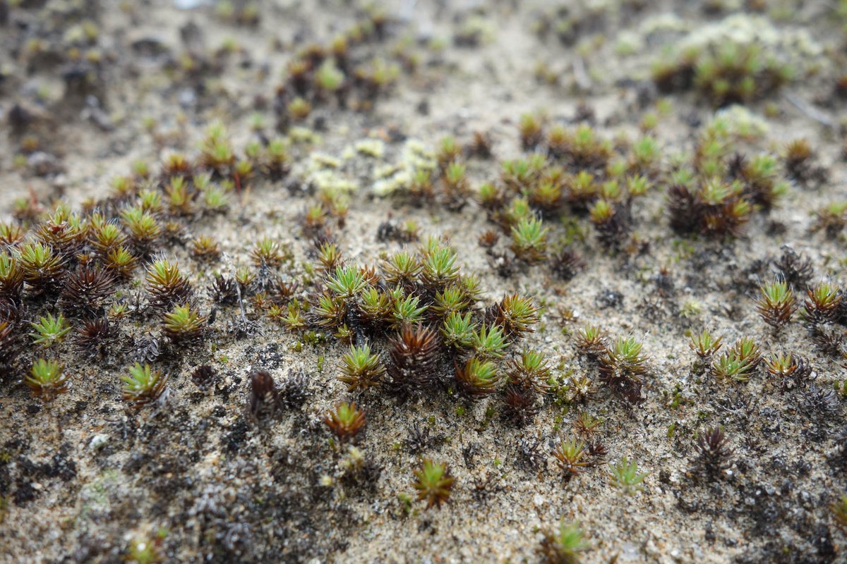 Happy foundation day! This year I'm studying carbon fixing microbes in Arctic biocrusts and how they respond to changing snow cover with funding from Finnish Cultural Foundation. #kulttuurirahastontuella #säätiöpäivä