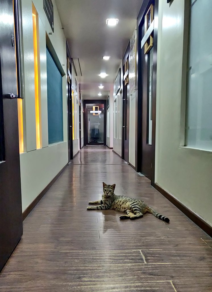 hungryyounglady's tweet photo. Wanted a designer to get some help with meeting project deadlines...and there he was! 
#CatsOfTwitter #agencylife #ThursdayThoughts #ThursdayMotivation
#client #work #design #Pune #WorkinProgress https://t.co/4HFPb5C0OX