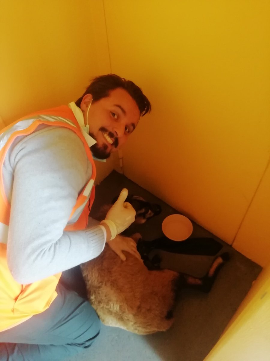 RER_A's tweet photo. La chèvre a causé quelques retards sur la ligne mais se porte bien comme vous pouvez le voir 😊 Merci à nos agents pour leur intervention réussie #RERA https://t.co/PpTOtfu3LX