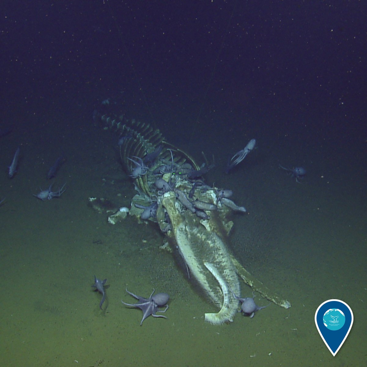 sanctuaries's tweet image. It's #SpookySeason! Check out this whale fall found last year in @MBNMS.

When a whale dies at sea, its body sinks to the seafloor and begins to decompose where scavengers consume the whale. If that doesn't put you in a spooky mood, we don't know what will!

#EarthIsBlue