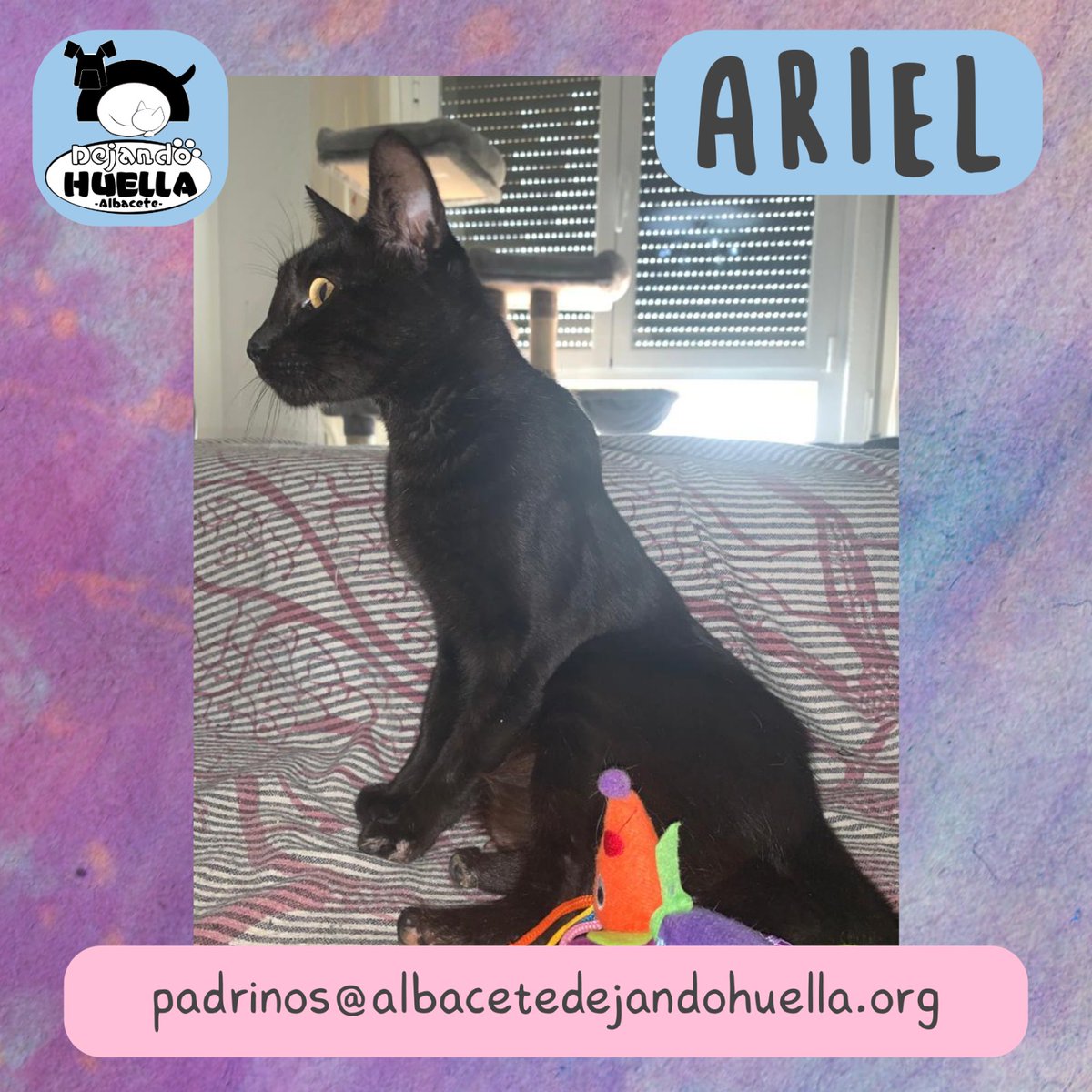 DejandoHuellaAB's tweet photo. #Albacete 

Ariel tiene 5 años, llegó a nosotros sin el final de sus dos patitas traseras, no sabemos la razón.

Hoy, se encuentra a salvo con nosotros y,  en un futuro, podrá unirse a una familia. Mientras tanto, ¿le echas una pata? ➡️ padrinos@albacetedejandohuella.org https://t.co/qxEsuLt5lR