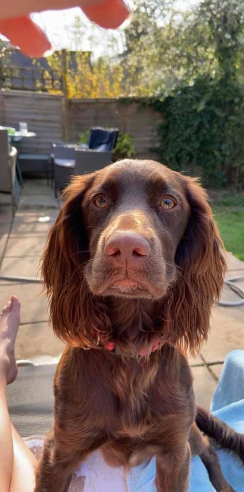 STOLEN DOG MOSELEY!!! PLEASE SHARE AND HELP! A family pet was stolen from Windermere Playing Fields by Moseley Bog at around 11.50 am. She was grabbed by a man in a silver car, possibly a Ford Focus 15 plate with dark tinted windows. Pls check CCTV for reg.