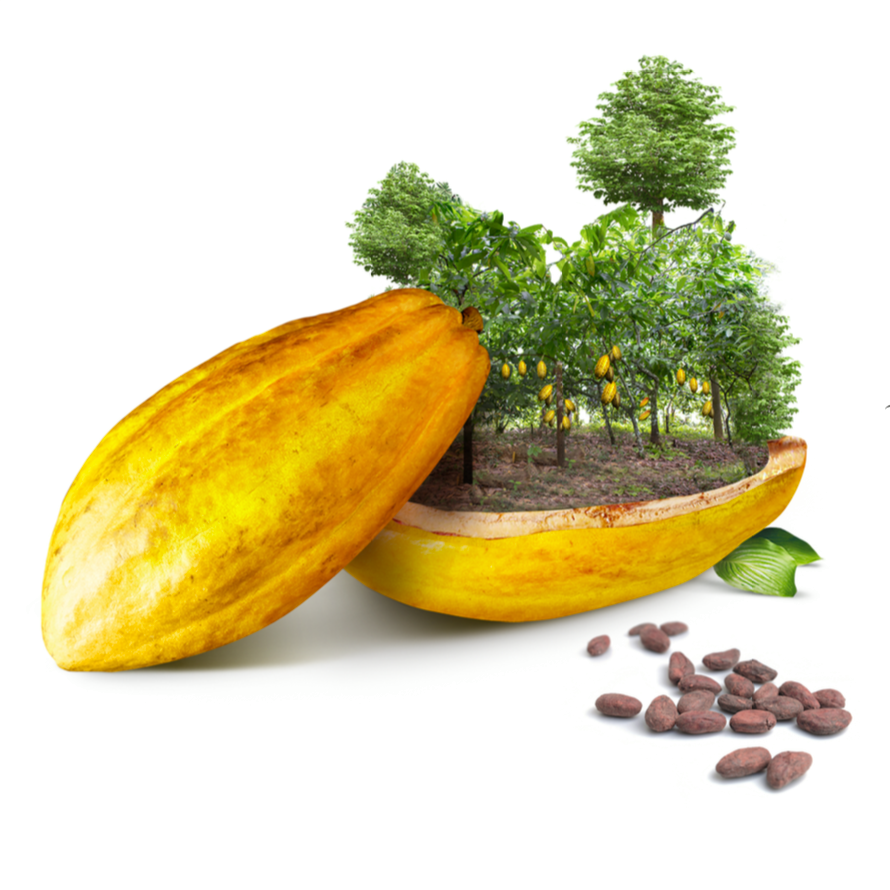 touton_group's tweet photo. Engagé pour la préservation des forêts, membre de l'Initiative Cacao &amp; Forêt #CocoaandForests, le groupe Touton soutient la 7ème Journée Nationale du #Cacao et du Chocolat de Côte d’Ivoire sur le thème « Tous engagés pour un cacao, ami de la forêt » #JNCC2020 #deforestation https://t.co/fhCjx9OpfJ