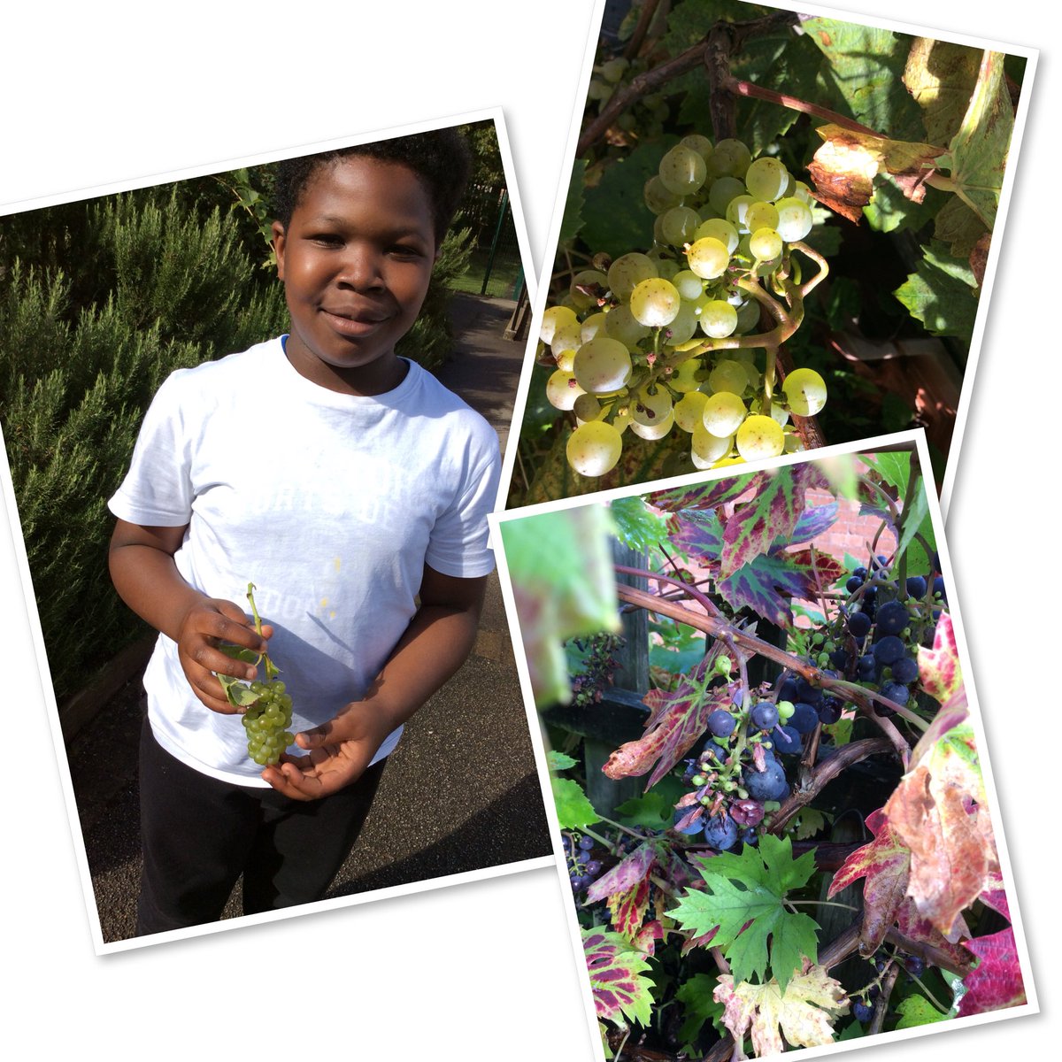 ckirkbride123's tweet photo. More harvesting for year 6, today it’s our very own grapes https://t.co/8E4h63C2YQ
