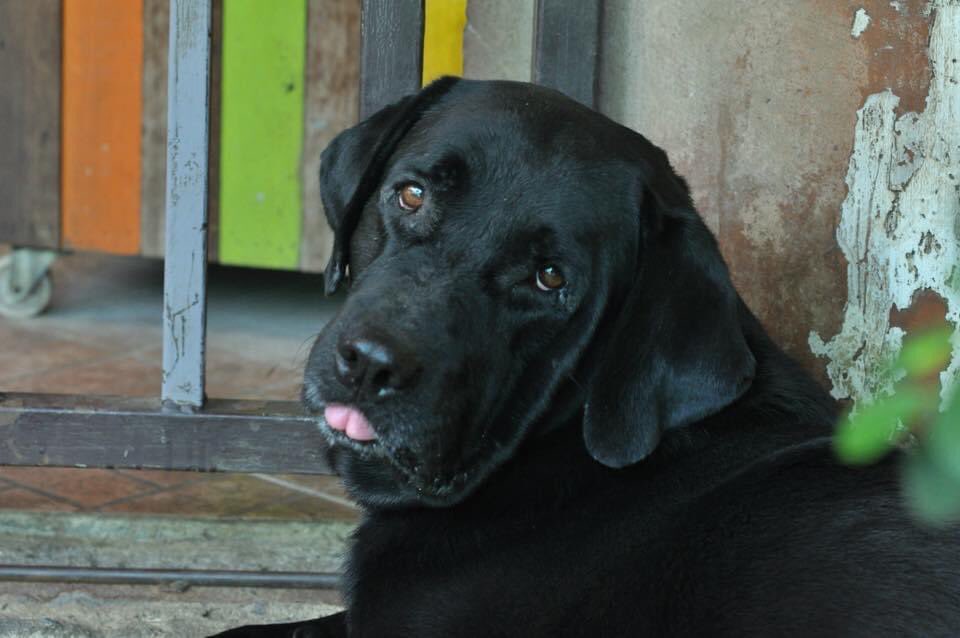 kag_thitimont's tweet photo. #blackdogs#lovelabs#larbrador#วันหมาดำ https://t.co/t53oajOati
