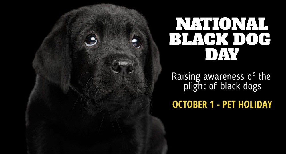 Happy   #NationalBlackDogDay Black dogs are more likely to be overlooked in shelters and rescues. Here’s a thread of some of my favorite adoptable black dogs. For more information about these pups please visit   http://mapawsmepetrescue.com 
