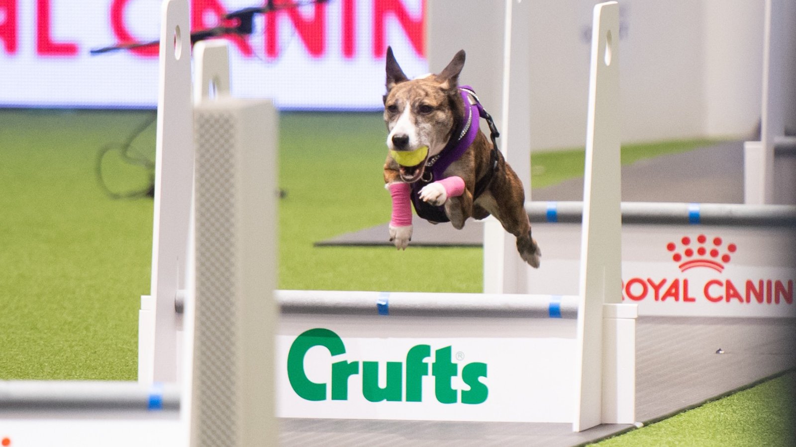 Crufts 2019 cheap flyball