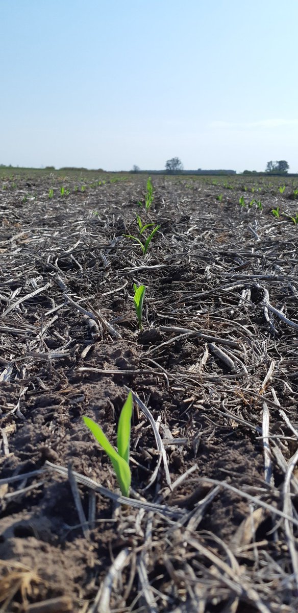 leonatalini's tweet photo. Naciendo el futuro rendimiento, estabilidad, @LaTijeretaMaiz 721 vt3 y control de malezas con #adengo. @Bayer4CropsAR .. https://t.co/gCSEGIeo2w