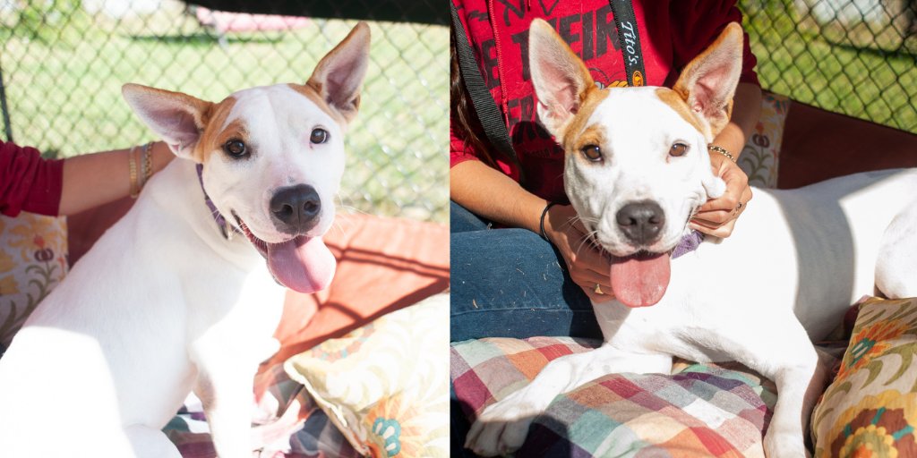 Pawscrossedny's tweet photo. This girl's personality is almost as big as her ears!!! Railey loves to run and play - with an occasional bout of the zoomies. She also loves to snuggle in close to whoever is walking her and take a quiet moment to cuddle. https://t.co/N7jZapBku0 #OptToAdopt https://t.co/aalvI4opvg