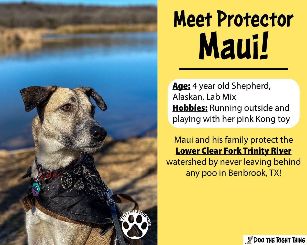 DooNorthTexas's tweet photo. Meet our #October #PupoftheMonth: Maui! 
When not on the lookout for those who don’t pick up the poo, Maui loves running outside and playing with her pink Kong toy.
Remember to always scoop the poop to protect our local water quality! Learn more at https://t.co/DxrzF0eaaH. https://t.co/KZtRWHybB6