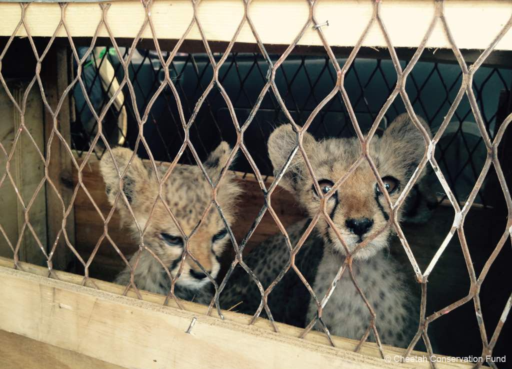 ifawglobal's tweet image. Deadly diseases like COVID-19 can emerge from live #animalexploitation and trade, which remain threats to global #publichealth. It’s critical that the United States take action now to safeguard animals and people alike from future outbreaks.