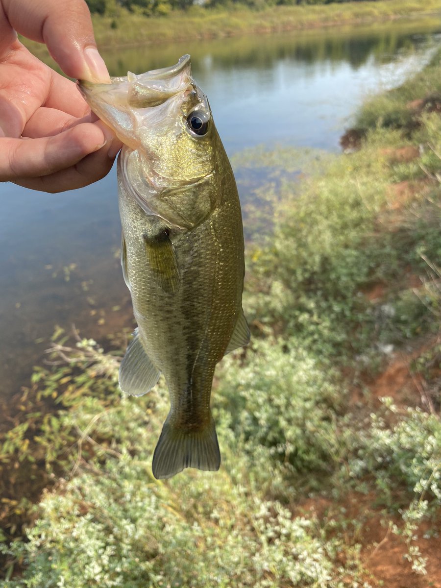 iinavii_'s tweet photo. Yoinked these bass out the lake this mornin! Used a Texas rig with a @googanbaits 5” sinko some healthy fish today! #bigbassenergy #fishinglife #fisherman #freshwater #googanbait #bassprorod https://t.co/4U2e9oU15c