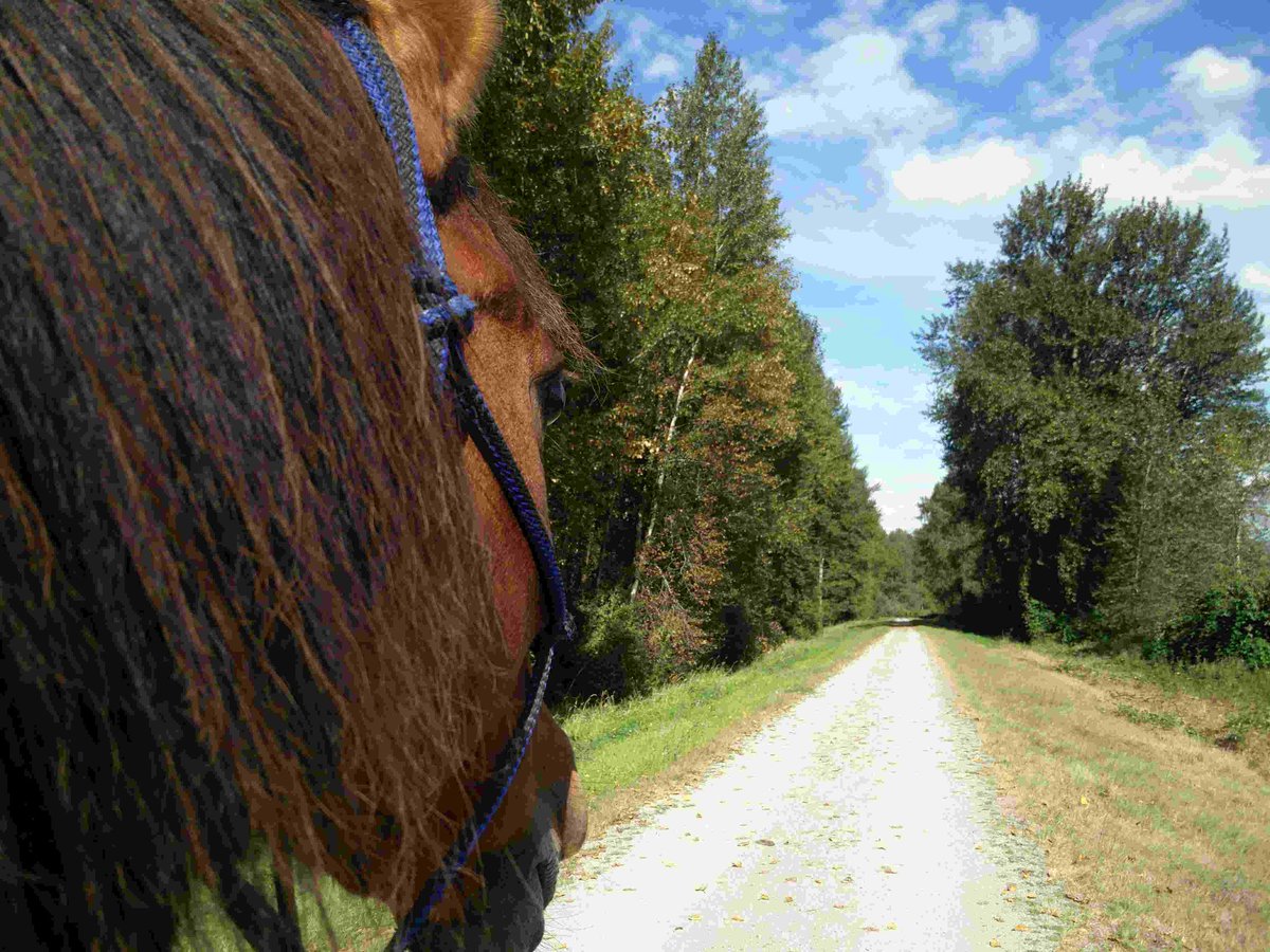 Enjoy nature with your horse this October on @TheGreatTrail and participate in the #GreatCanadianHike! #Horseback ride or walk together! #equestrian  #horse @TrailsBC @YourMapleRidge @citypittmeadows @HorseCouncilBC