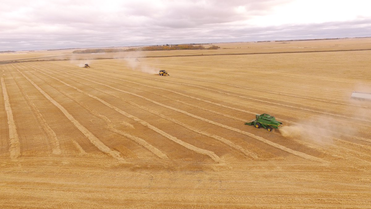 HetSeeds's tweet photo. @Foodgrains Naicam Spalding project wheat getting harvested today by a dedicated crew of volunteers! 😎 https://t.co/54GZlA2PNY