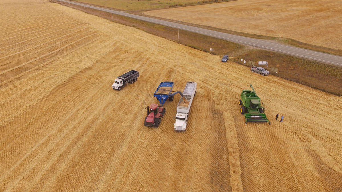 HetSeeds's tweet photo. @Foodgrains Naicam Spalding project wheat getting harvested today by a dedicated crew of volunteers! 😎 https://t.co/54GZlA2PNY