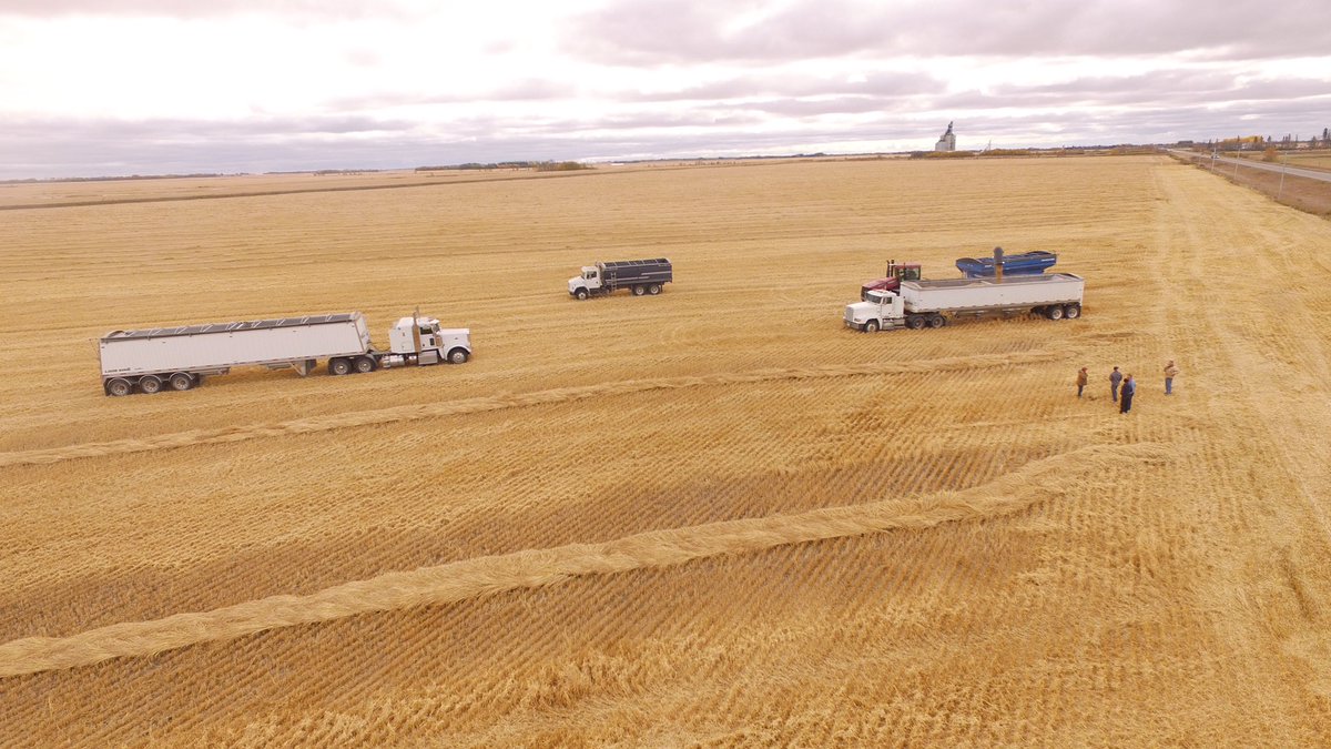 HetSeeds's tweet photo. @Foodgrains Naicam Spalding project wheat getting harvested today by a dedicated crew of volunteers! 😎 https://t.co/54GZlA2PNY