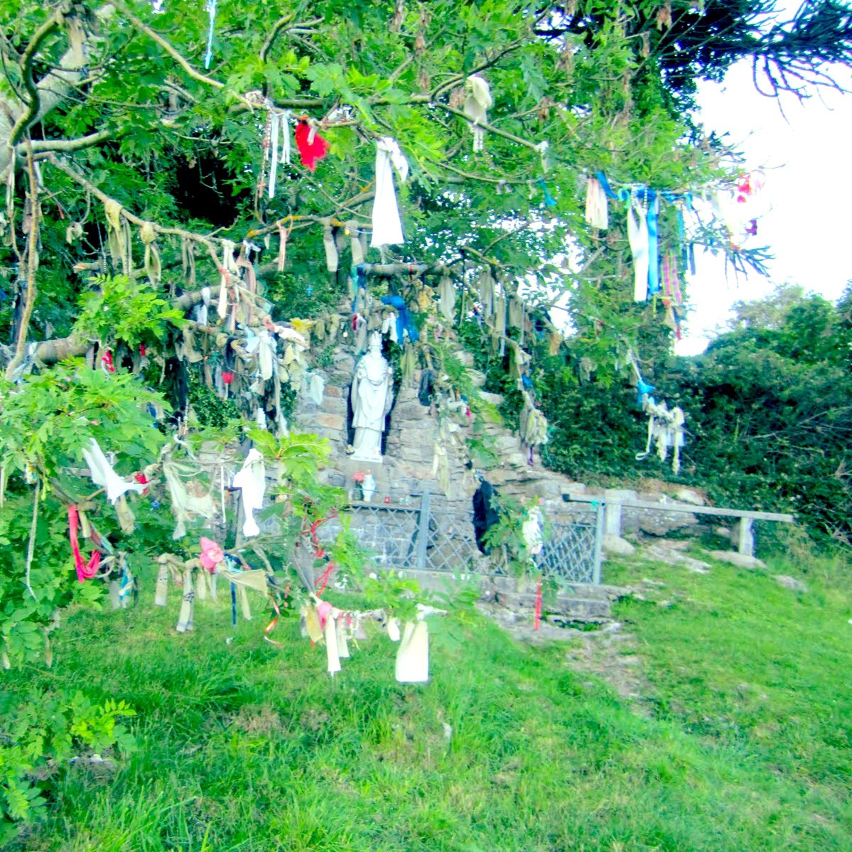 Across the Island are Sacred Trees - Bile (pronounced ‘Bill-eh’). Some are said to be healing & others had roles in demarcation, divination & identity. Many were appropriated by the early Christian Church & Celtic Gods turned to Christian Saints (Pic: Ballyshannon Rag Tree)