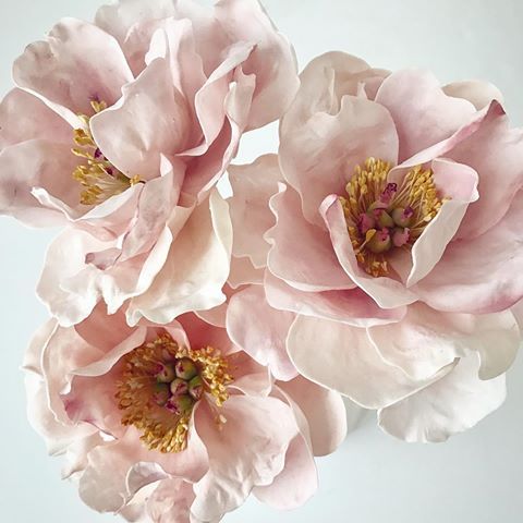 for my everythings,peonies to wish you growth and healing. the journey to self love and peace is never linear. it's a constant struggle to actively remind yourself to keep going despite wanting to let go. may jongho help you find the courage to keep fighting until you get there
