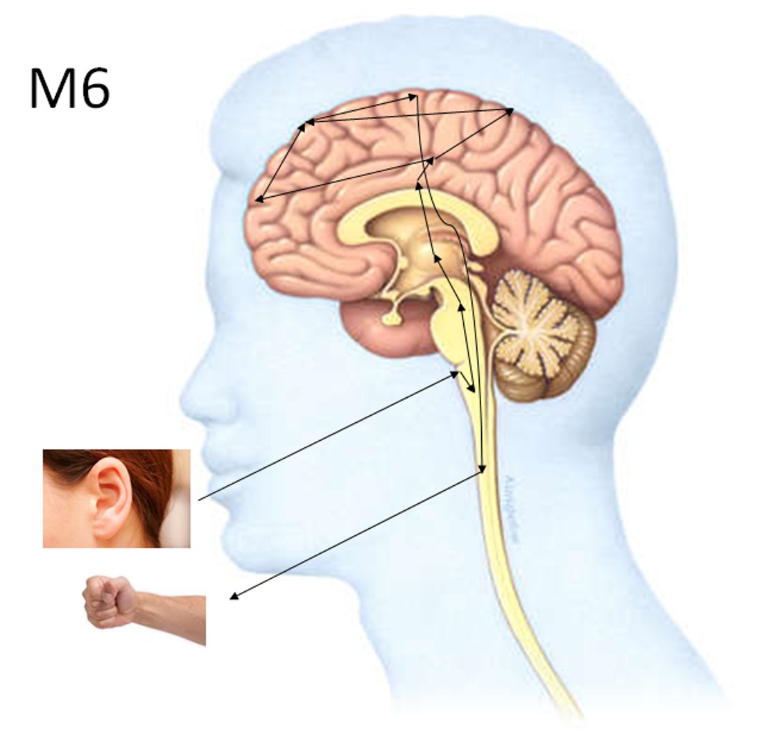 M6. "Squeeze my hand" - a simple command. But it invokes complex polysynaptic brainstem and bilateral cortical auditory processing, parietal 'conscious association' areas, premotor and motor areas for voluntary control. You need your whole brain to obey a command. 7/15
