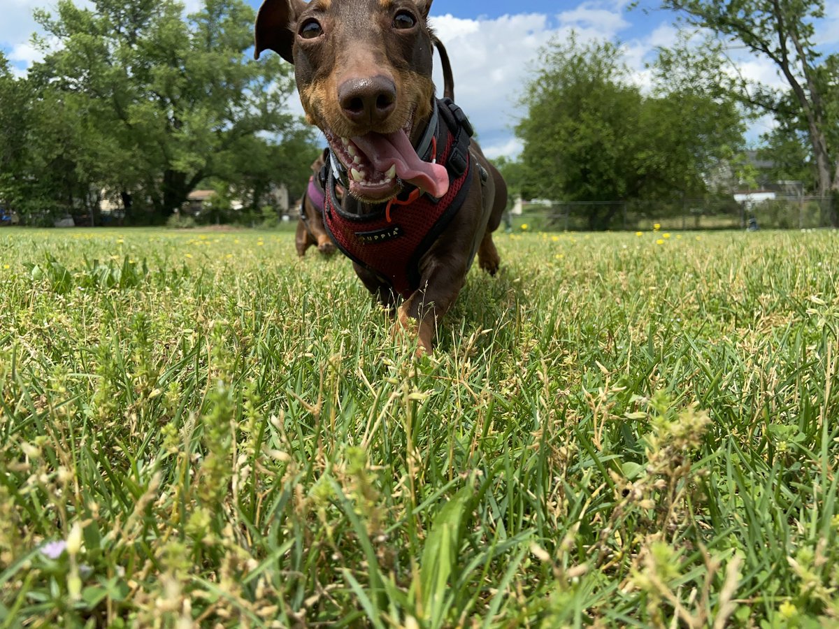 POV: you’re in the path of a hotdog stampede