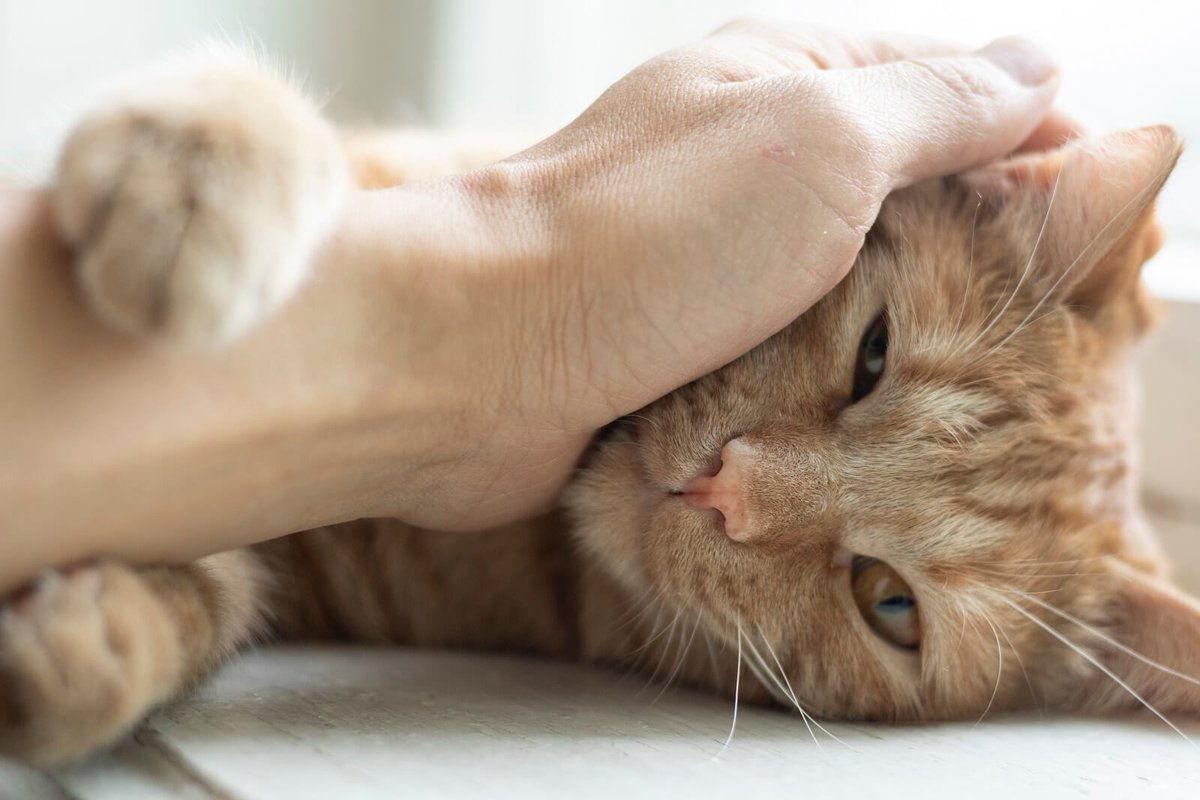 Modern Day Pets Modern Day Pets Twitter