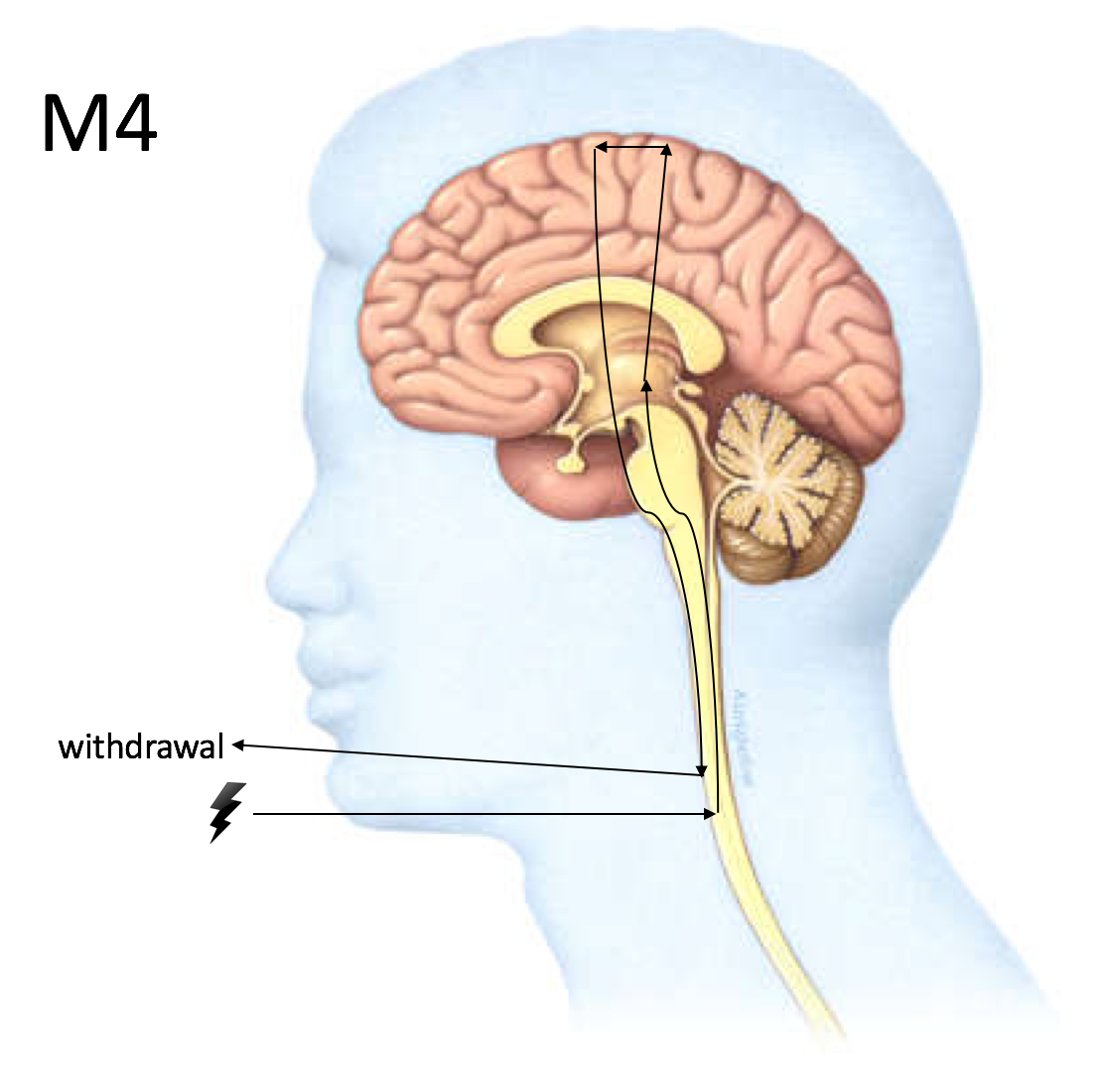 M4. This is 'almost' localising, but the motor planning just isn't there, resulting in more of a general movement in the right direction. It's a simple motor cortex action without any of the refinement of the localising response - but still implies reasonable brain function. 9/15