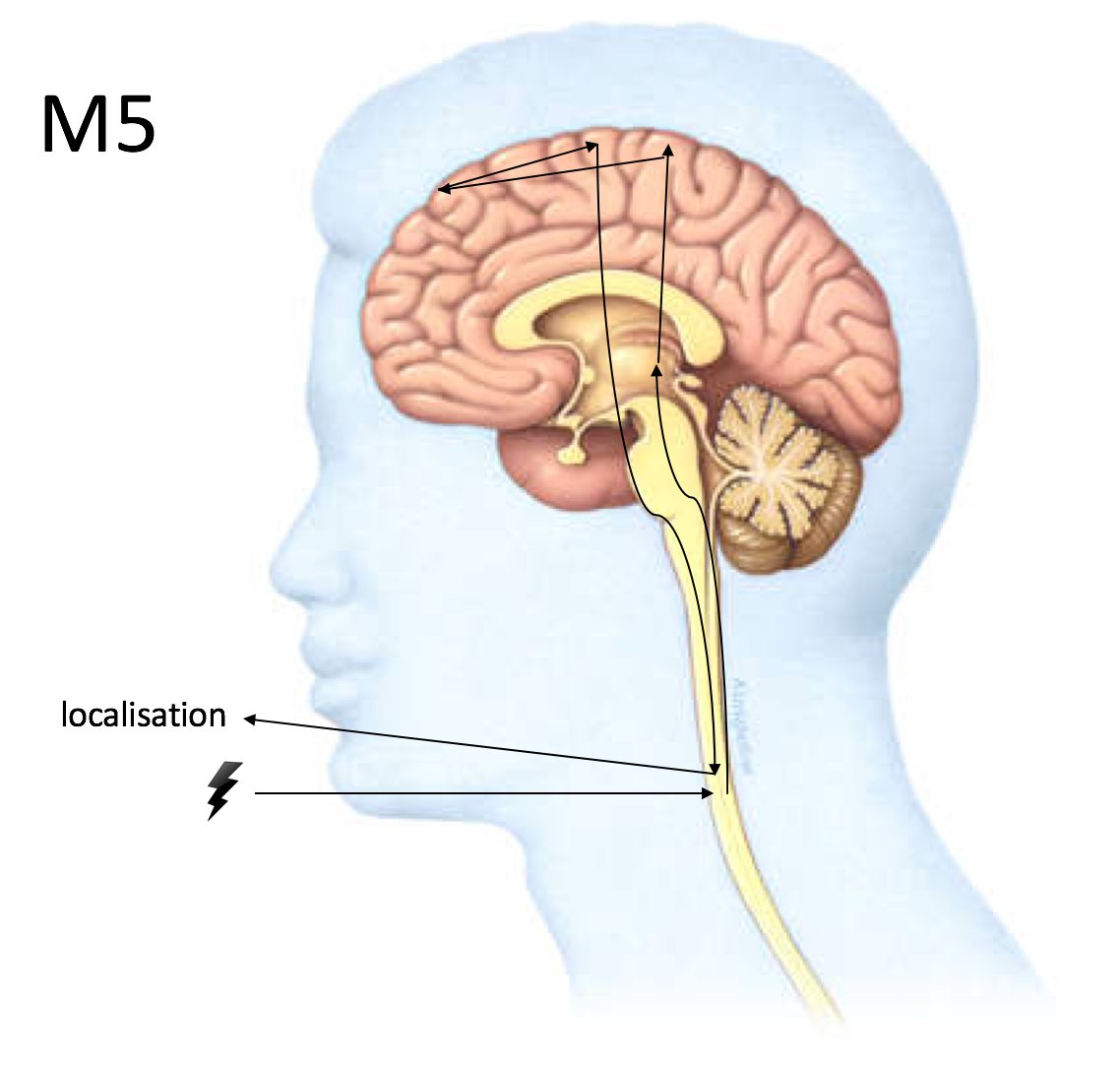 M5. An unconscious response but you can localise your hand reasonably accurately to the site of the painful stimulus. This requires polysynaptic cortical processing through motor planning areas. Most of the cortex, and everything below it, is working. 8/15