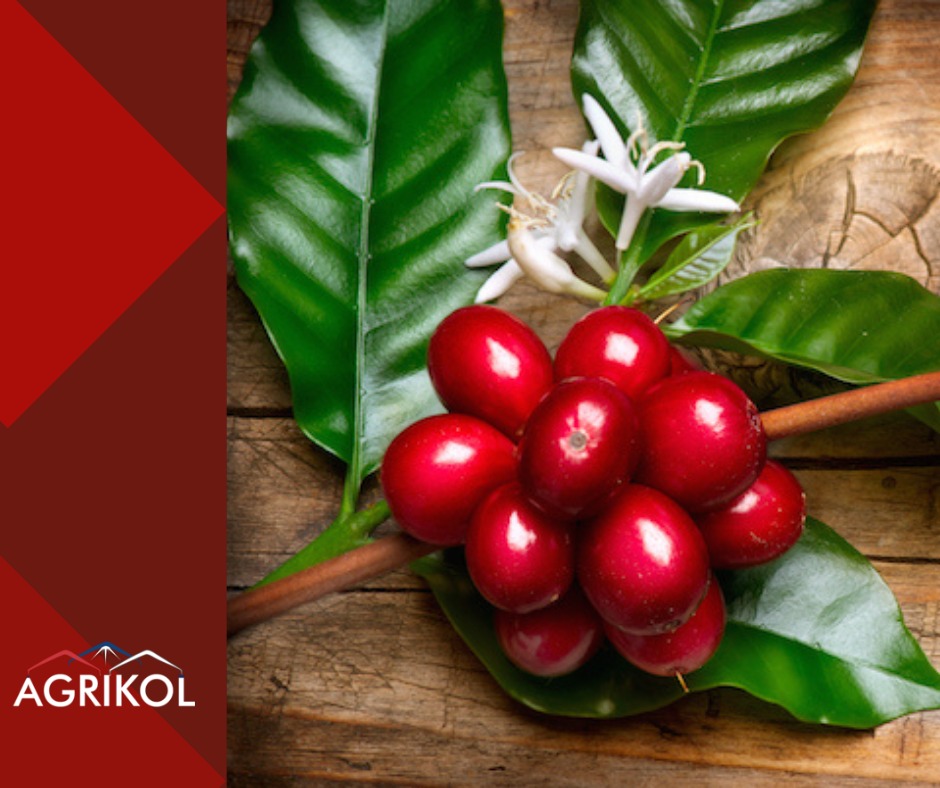 #HappyInternationalCoffeeDay 
Hace 5 años se celebro por primera vez el dia internacional del café y tu ¿como celebras este dia?